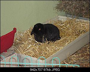 Was ist eure Lieblings Rassse?-dsc02055-mittel-.jpg