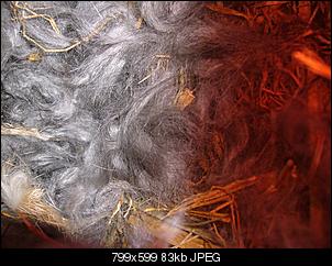 Nest?!-2012-191.jpg