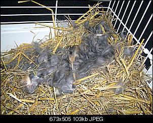 Nest aber wie sauber machen???-2012-186.jpg