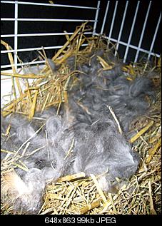 Nest aber wie sauber machen???-2012-190.jpg