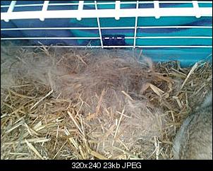 Kaninchenbabys......-292131_3573865429378_1355338044_33401311_1401205587_n.jpg