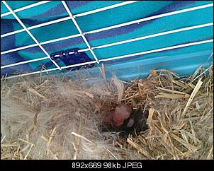 Kaninchenbabys......-375764_3573947351426_1355338044_33401325_517009606_n.jpg