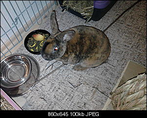 Der Mini-Rex ist da!-p270312_21.31.jpg