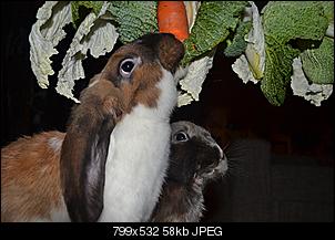 Hilfe bei Einstreu in der Toilette-dsc_0366.jpg