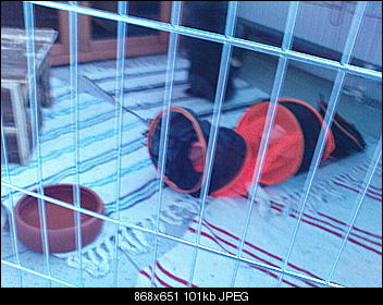 Partnertier f�r Nala ist da-dsc05907.jpg