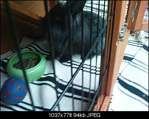 Partnertier f�r Nala ist da-dsc05920.jpg