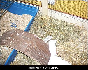 Baut mein Kaninchen ein Nest??-nest.jpg