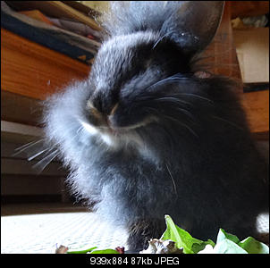 K�nnen Kaninchen lachen?-laught01.jpg