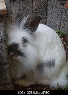 brauche rat-pic_0027.jpg
