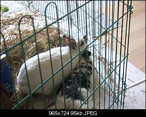 Baut mein Kaninchen ein Nest??-spa503222222.jpg