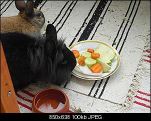 Partnertier f�r Nala ist da-cimg1224.jpg