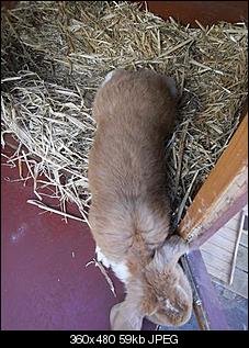 Deutscher Widder- Gewichtsentwicklung-pict0045-klein-.jpg