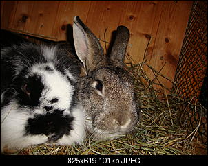 Kaninchen im Schnee-hasis-baustelle-013.jpg