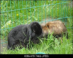 SOS! fast verhungertes Fundninchen!-dsc03473-klein-.jpg
