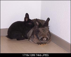 mein kaninchen-hasen-schatz-sylvester-046.jpg