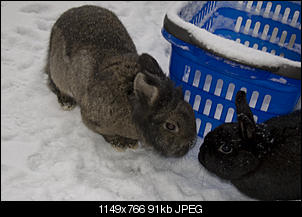 mein kaninchen-hase11.jpg