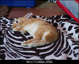 Klicke auf die Grafik f�r eine gr��ere Ansicht

Name:	Angelo.jpg
Hits:	140
Gr��e:	95,2 KB
ID:	1593