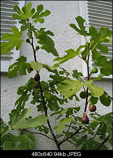 Feigenbaum giftig?-feigen2-081001.jpg