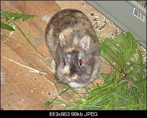 SOS! fast verhungertes Fundninchen!-dsc03660-mittel-.jpg