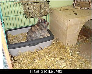SOS! fast verhungertes Fundninchen!-dsc03700-mittel-.jpg