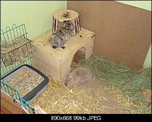 SOS! fast verhungertes Fundninchen!-dsc03705-mittel-.jpg