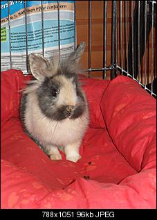 neues Kaninchen-sdc10611.jpg