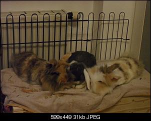 Babynin zu �lteren Kaninchen?-sdc18842.jpg