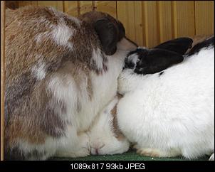 Drittes Kaninchen-25.jpg
