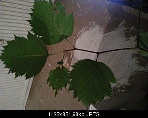 Es ist soweit...-foto0466.jpg