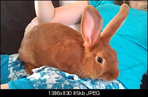 Ist das ein Hase-imag0315.jpg
