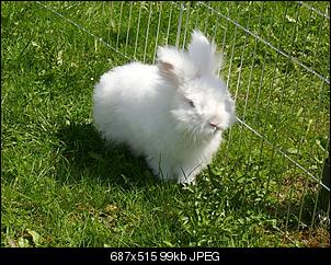 Wei�e Kaninchen unbeliebt??-imgp0030.jpg