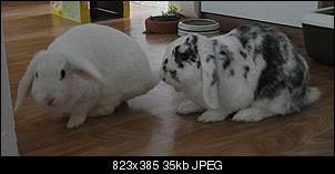 Wei�e Kaninchen unbeliebt??-dsc02209.jpg