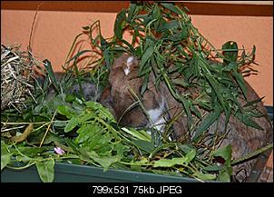 Hasen bei�en sich ganz heftig-dsc_0005-3-.jpg