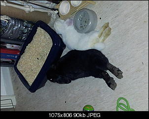 wie merk ich, dass es �berstanden Is?-20120927_202831%5B1%5D.jpg