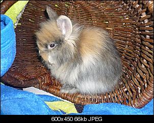 Weidenk�rbe - zum knabbern gerne?-weide2.jpg