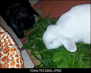Falscher Hase-20121003_161605.jpg