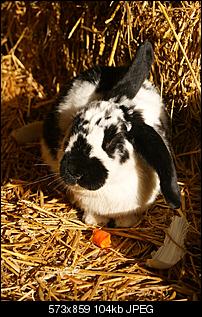 Klicke auf die Grafik f�r eine gr��ere Ansicht

Name:	Dickie.jpg
Hits:	222
Gr��e:	104,0 KB
ID:	18457