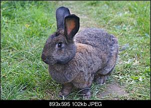Klicke auf die Grafik f�r eine gr��ere Ansicht

Name:	Lola.jpg
Hits:	269
Gr��e:	102,2 KB
ID:	18459