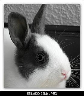 Dringend Tipps ben�tigt, neues Kaninchen.-snap_2012.10.18-21.31.41_001.jpg