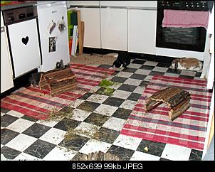 Fragen wegen neuem aggressivem Nin-sdc12809.jpg