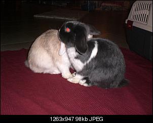 H�sin kastrieren oder 2.Rammler dazu???-cimg7935.jpg
