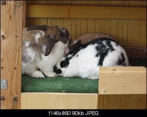 Neues Kaninchen nach Tot-23.jpg