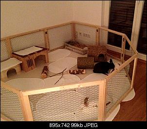 Hilfe! - Vergesellschaftung 3 Kaninchen-foto.jpg
