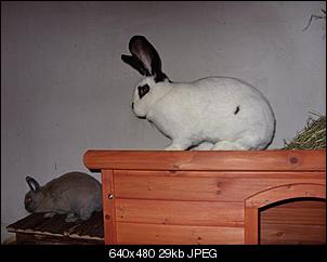 riesenkaninchen?-keine-ahnung...%DCberraschung-017-small-2-.jpg