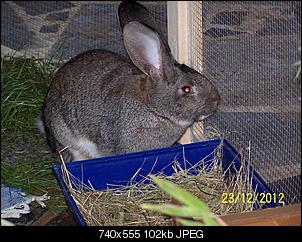 VG Bunny und Fridolin Bilder und Frage-100_7643.jpg