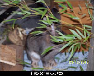 VG Bunny und Fridolin Bilder und Frage-100_7645.jpg
