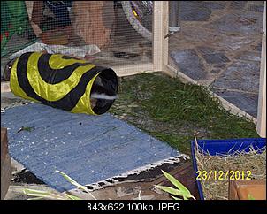 VG Bunny und Fridolin Bilder und Frage-100_7646.jpg