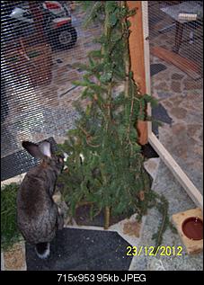 VG Bunny und Fridolin Bilder und Frage-100_7649.jpg