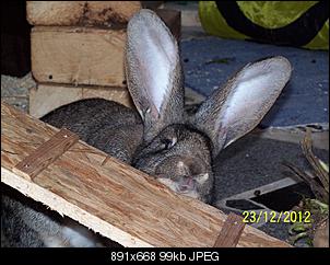 VG Bunny und Fridolin Bilder und Frage-100_7651.jpg