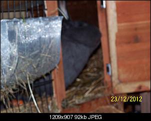 VG Bunny und Fridolin Bilder und Frage-100_7652.jpg